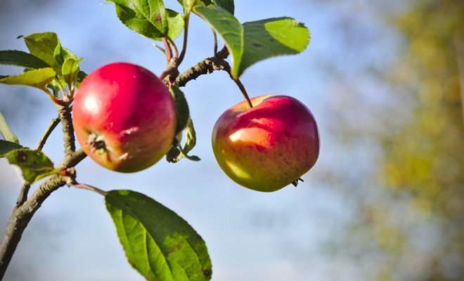 «Отдыхать» не будет: что делать, чтобы яблоня плодоносила каждый год
